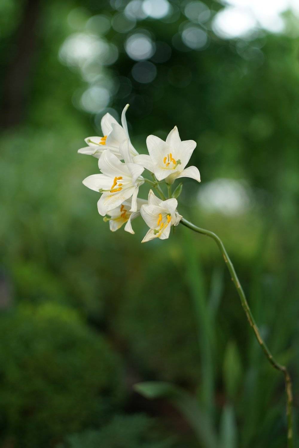 лилии в саду, Эдуард Перов