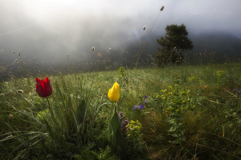 Маркхотский хребет, Краснодарский край, тюльпан Вдохни глубоко фото превью