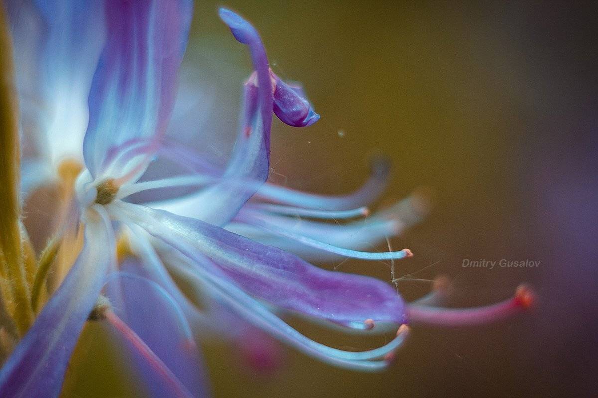 макро, природа, весна, макросъёмка, макрофотография, растение, цветы, жизнь, макромир, Дмитрий Гусалов