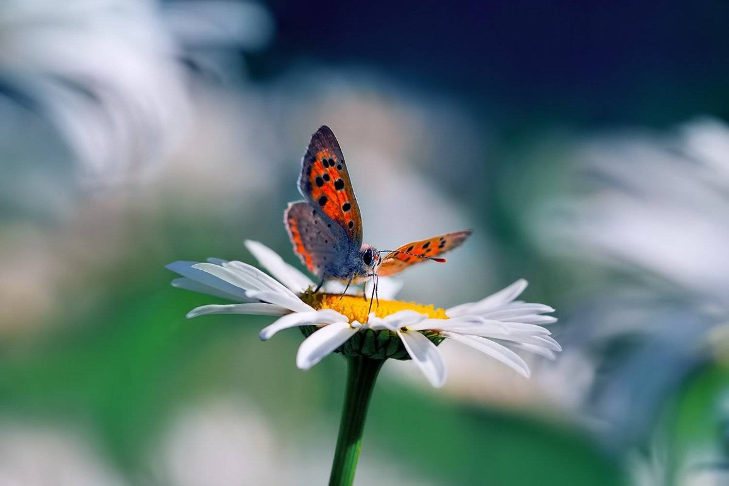 лето, природа, бабочки, голубянка, голубянка червонец гелла, Алёна Сурнина