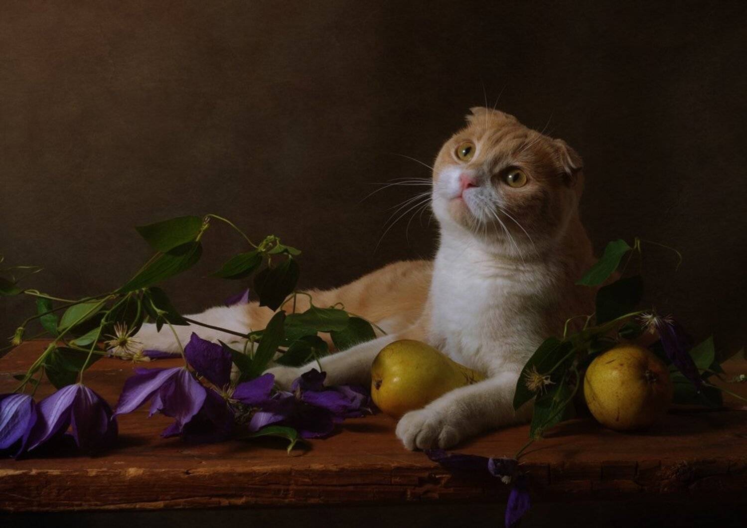 , Анжелика Королева