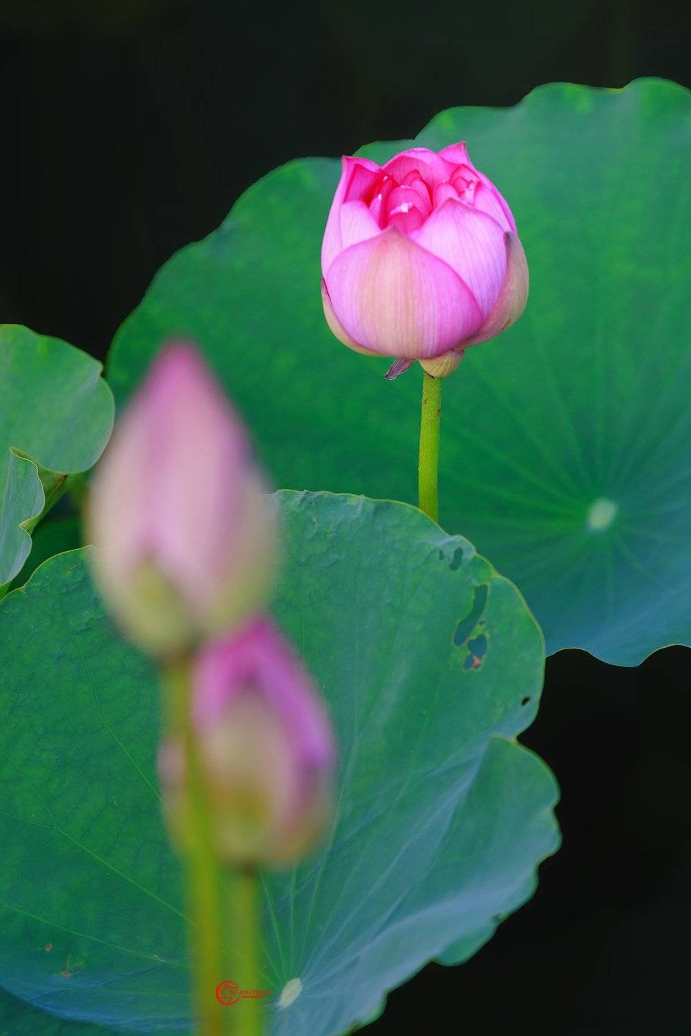 Lotus flower . Автор: Hoang Tat Thang , Hoang Tat Thang