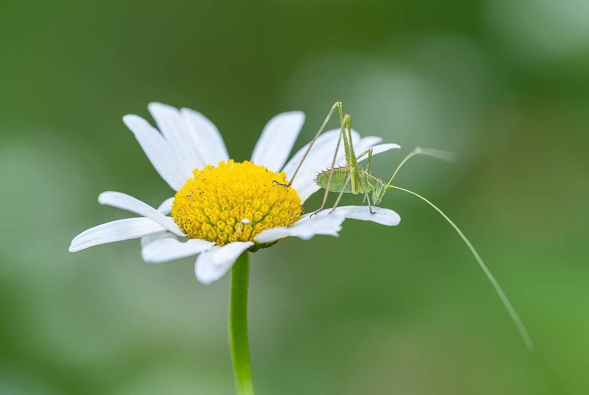 , Александр Земляной