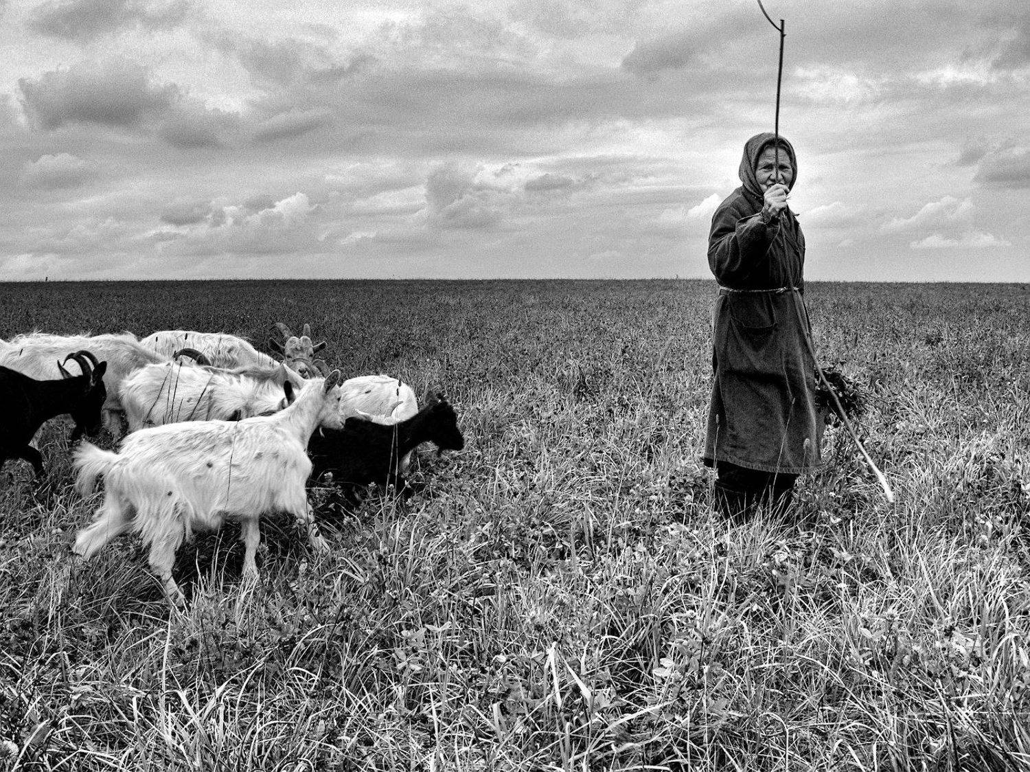 бабушка, козы, поле, Марк Кривошеин