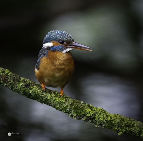 Kingfisher