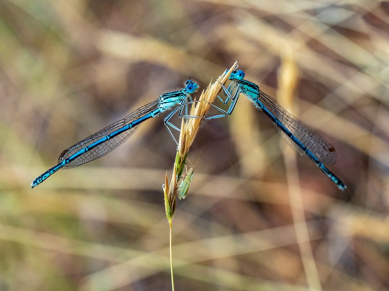 Третий лишний? фото превью