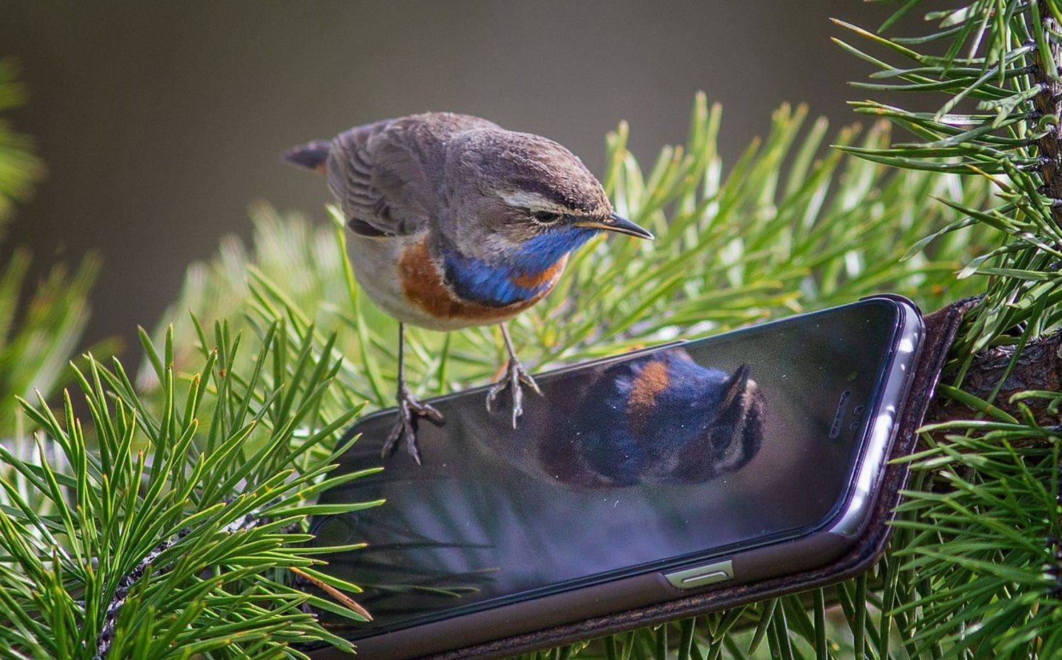 птицы,сеевер,варакушка,коми,печора,анималистика,birds,seever,turukhtan ,komi,pechora,animalism,, Игорь Триер