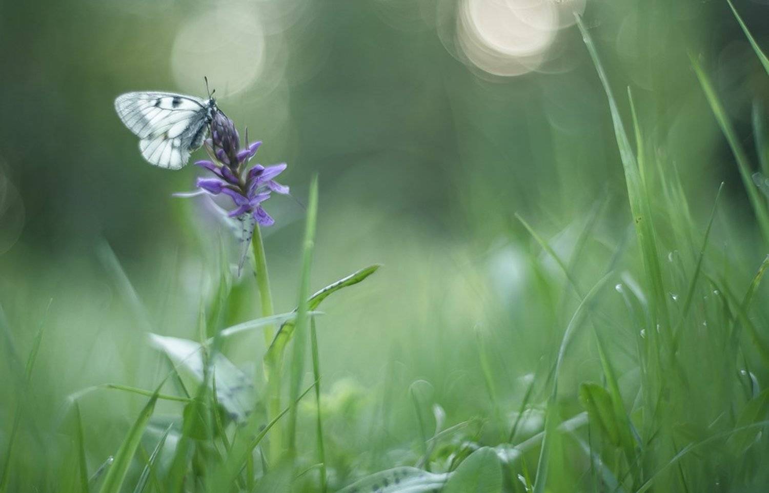 макро, мнемозина, бабочка, утро, свет, цвет, травы, позитив,, Геннадий Мещеряков