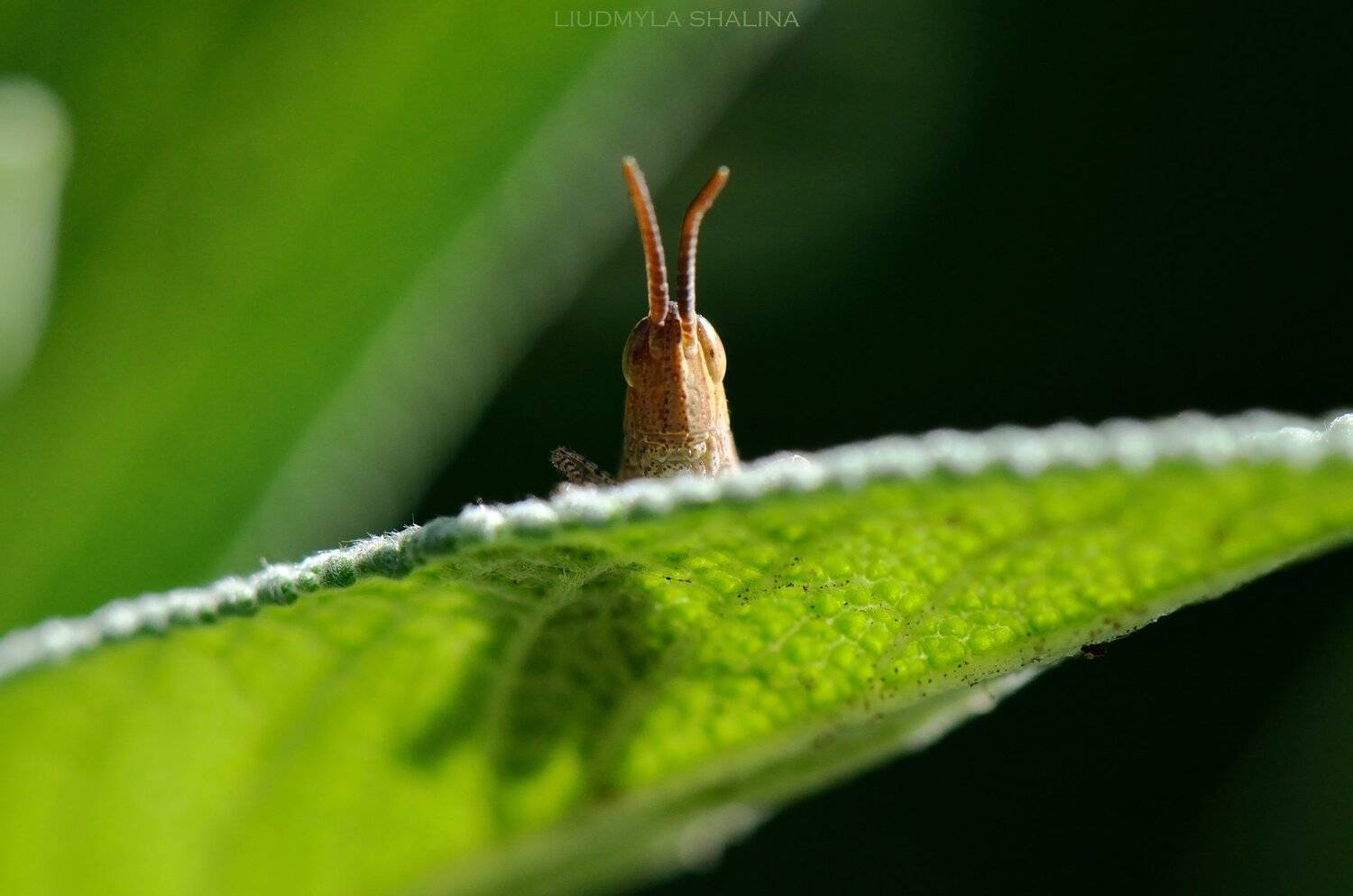 утро , зелень , шалфей , кузнечик , Людмила Шалина