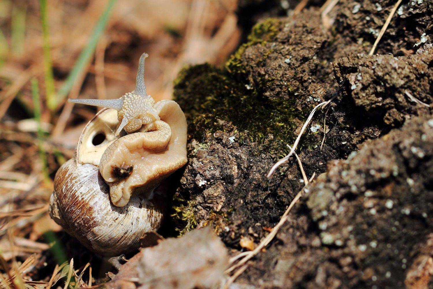 виноградные, улитки, букашка, слизняки, моллюски, хелициды, grape, snails, slugs, mollusks, Дмитрий Салтыков