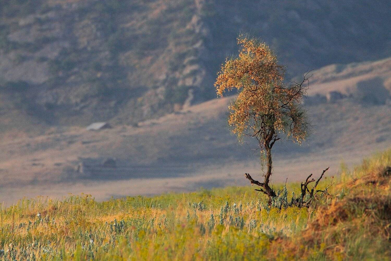 дерево,лето,утро,поле.дагестан, Marat Magov