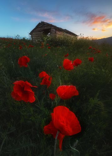 Talesh Land Spring