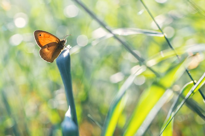 бабочка,лист,трава,солнце,крылья,свет,блик,цветок *** фото превью