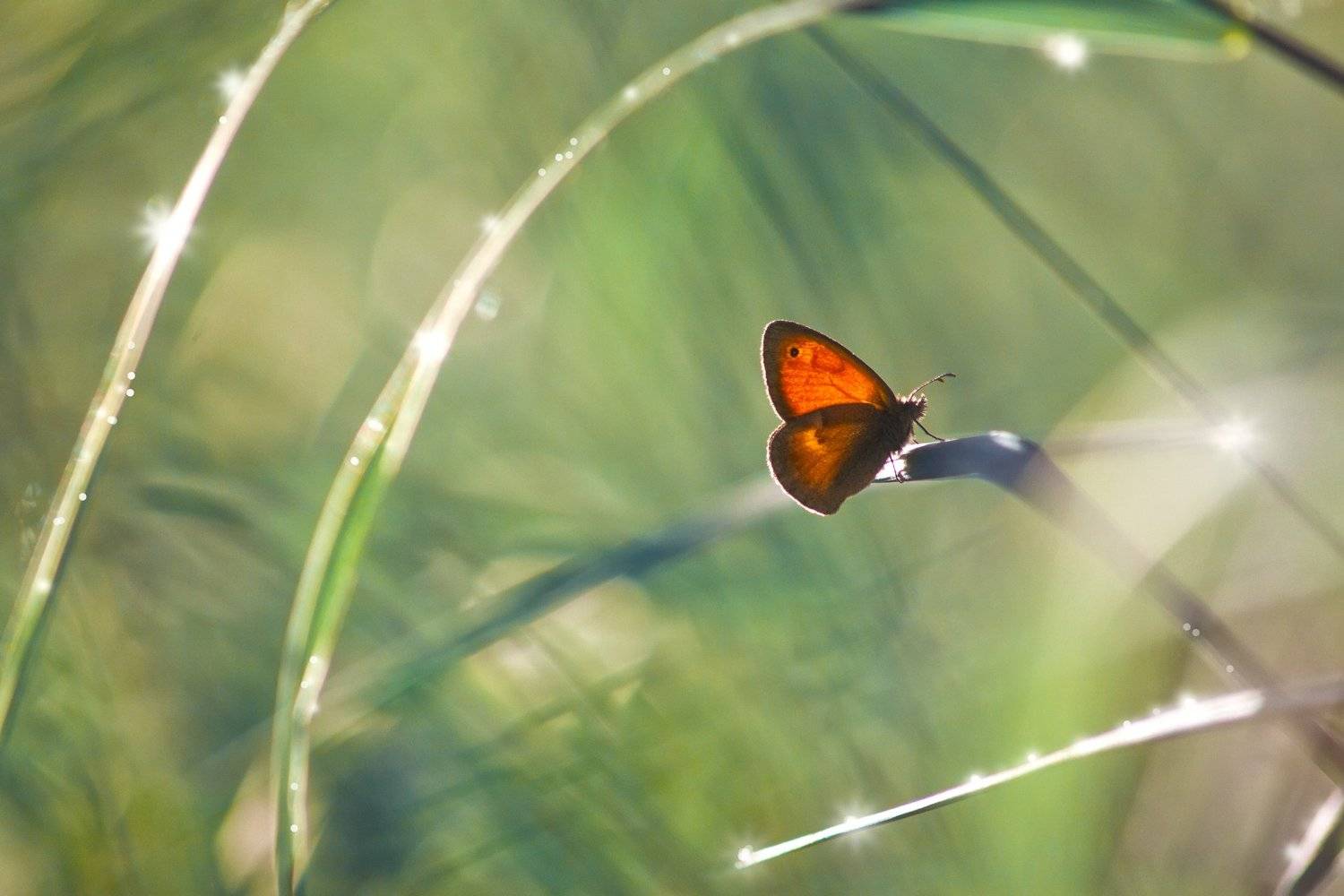 бабочка,лист,трава,солнце,крылья,свет,блик,цветок, Юрий Котов