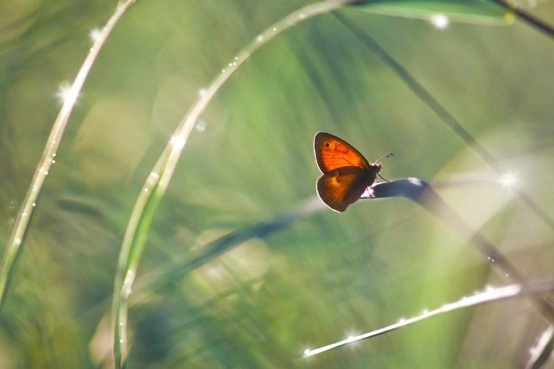 бабочка,лист,трава,солнце,крылья,свет,блик,цветок *** фото превью