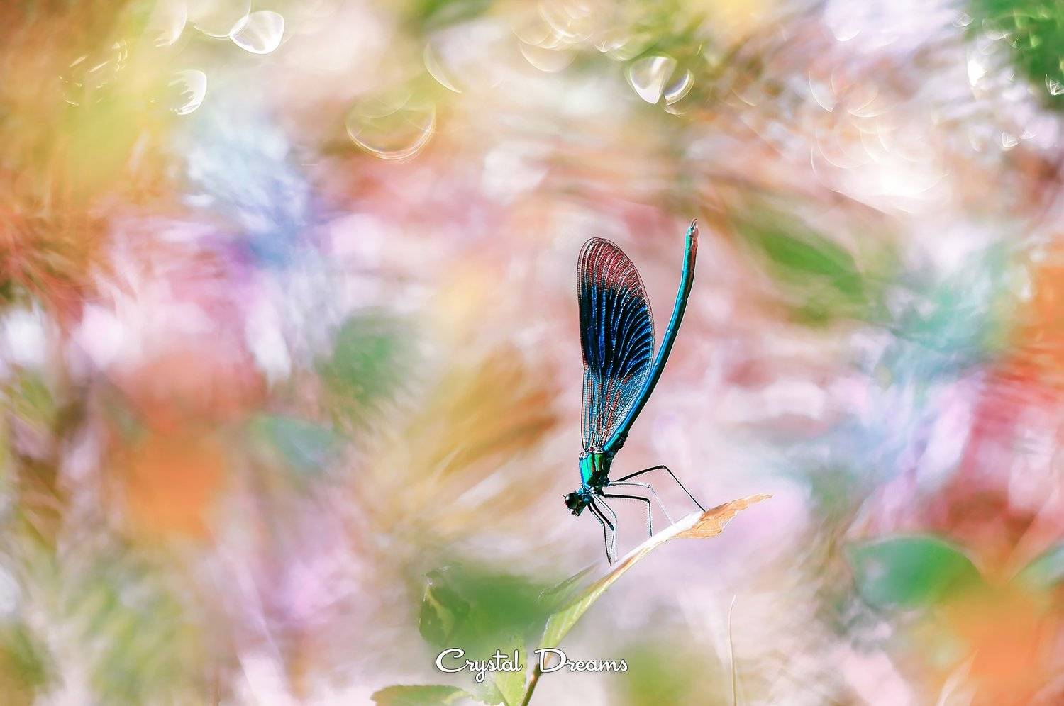crystal dreams, macro, summer, color, art, nature, dragonfly, Татьяна Крылова