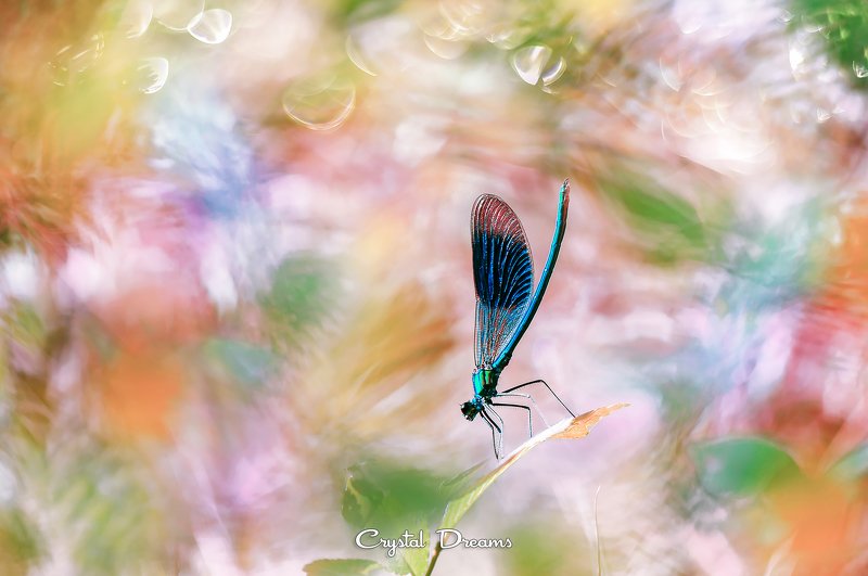 crystal dreams, macro, summer, color, art, nature, dragonfly Powerful summer фото превью