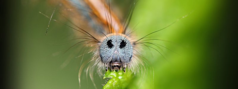гусеница, гусеницы, шелкопряды, коконопряды, букашка, насекомое, насекомые, caterpillars, insects, lasiocampidae Я поцелую провода, и не ударит меня ток... фото превью