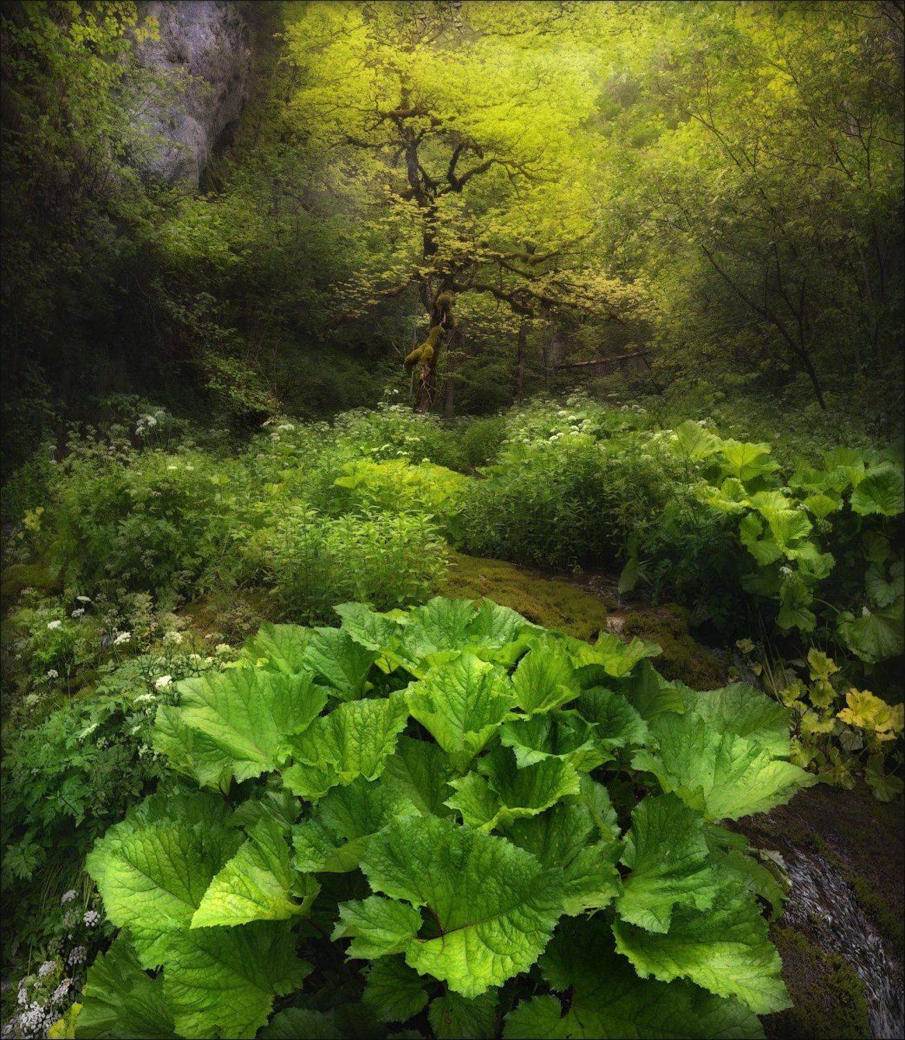 румыния, romania, apuseni, фототур в румынию, apuseni national park, transylvania, трансильвания, parcul natural apuseni, Влад Соколовский