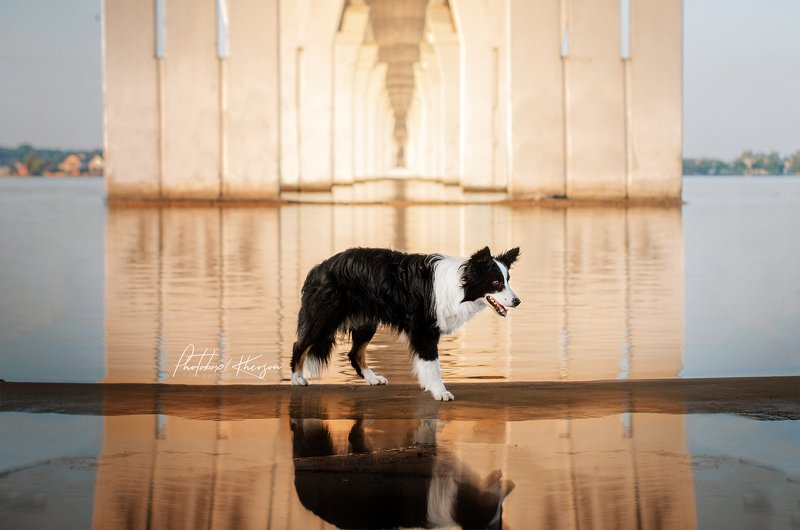 собака, анималистика, лето, рассвет Рассвет фото превью