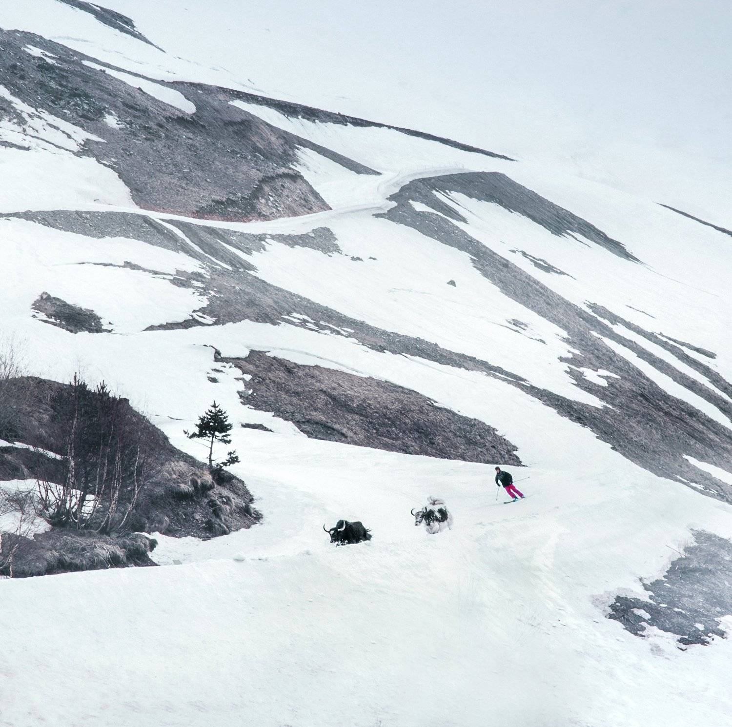 природа, пейзаж, спорт, животные, зима, горы, nature, landscape, sports, animals, winter, mountains, Алексей Сергованцев