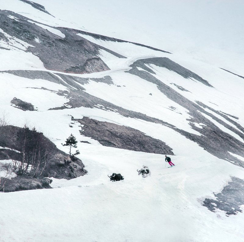 природа, пейзаж, спорт, животные, зима, горы, nature, landscape, sports, animals, winter, mountains Встреча в Домбае фото превью