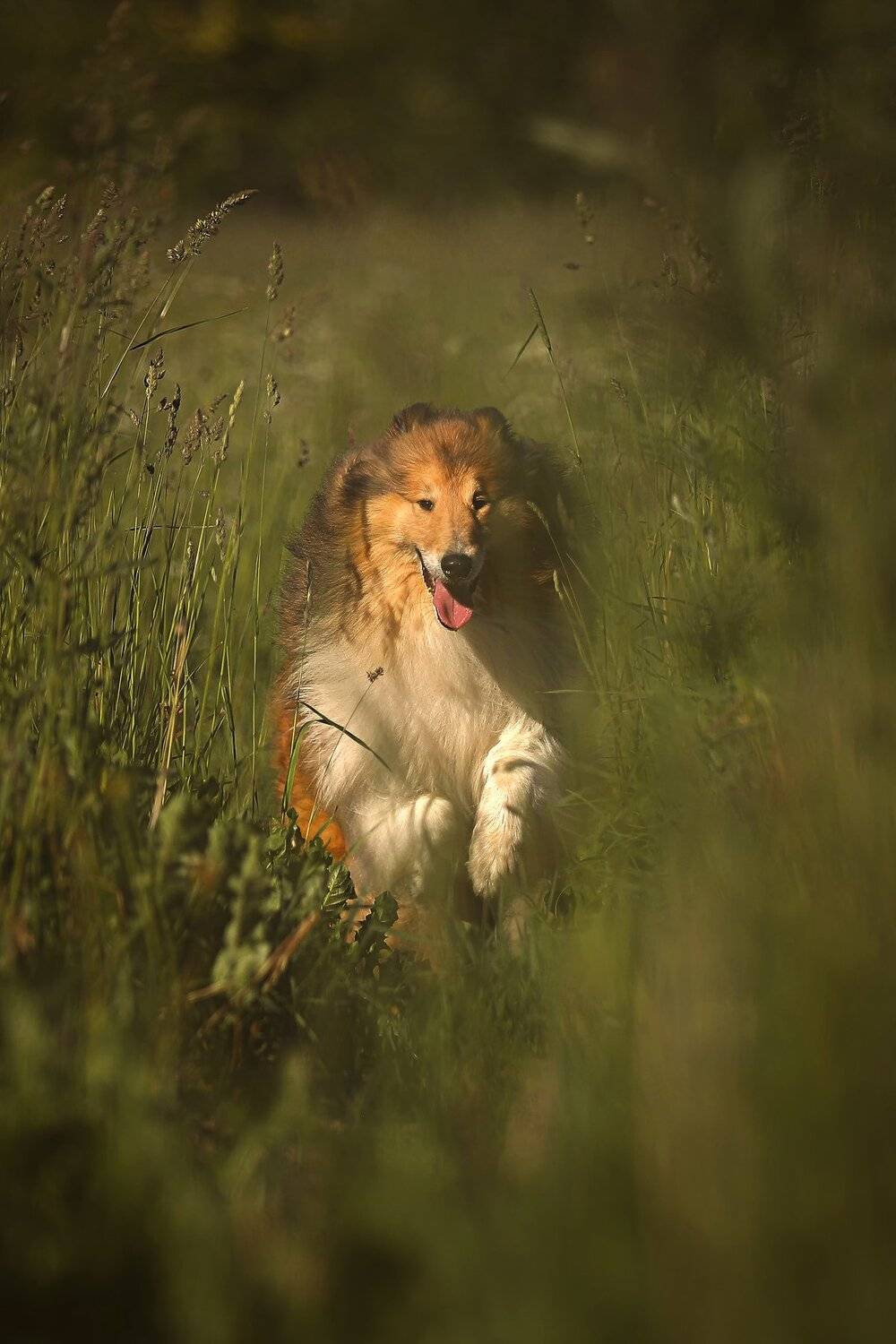 , Андрей Ершов
