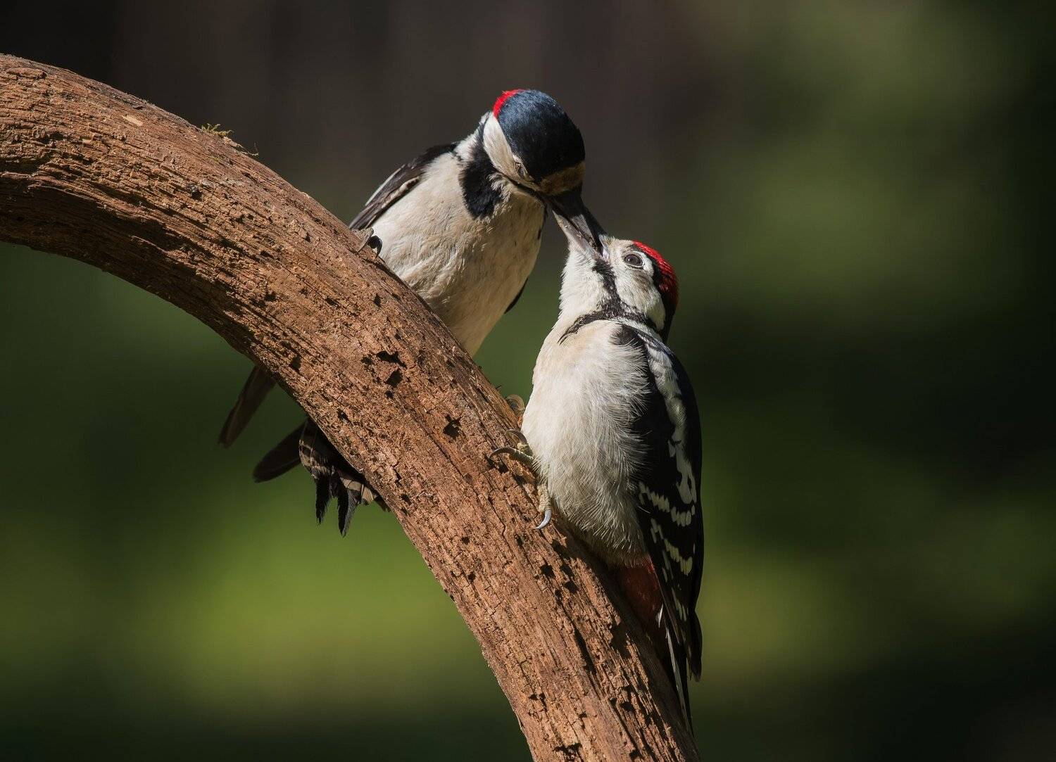 птицы,природа,лето, Андрей Киселёв