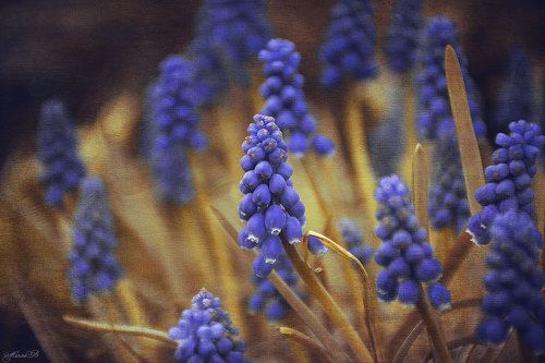 Акварельный мускари