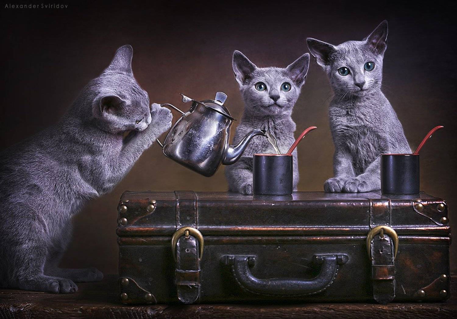 cat, Alexander Sviridov