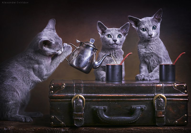 Tea Time фото превью