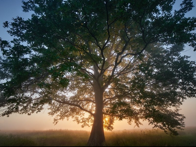 Солнце в кронах фото превью
