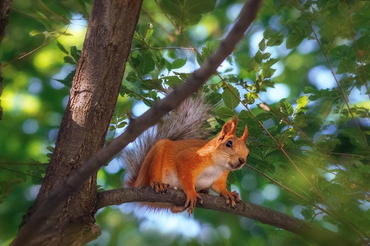 moment, момент, beautiful, красивый,  юпитер-37а, manual lens, мануальная оптика, nature, природа, wildlife, живая,  animal, животное, red, рыжая, squirrel, белка,, Наталья Терентьева