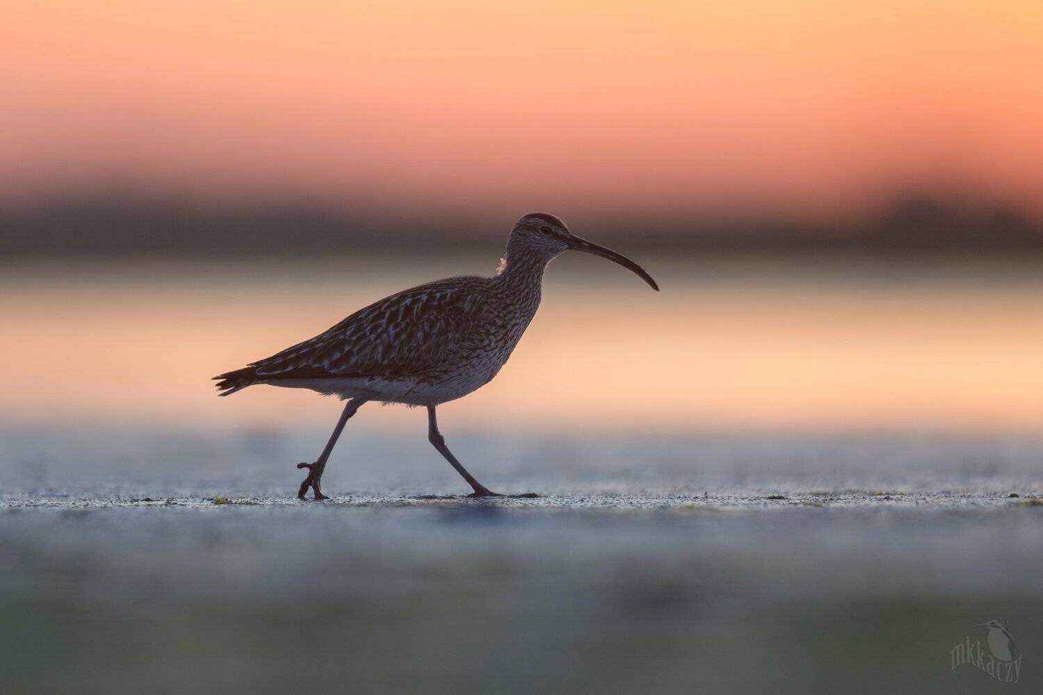 whimbrel, Marcin Kaczmarkiewicz