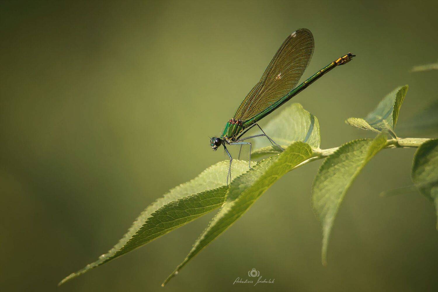 , Arkadiusz Michalak