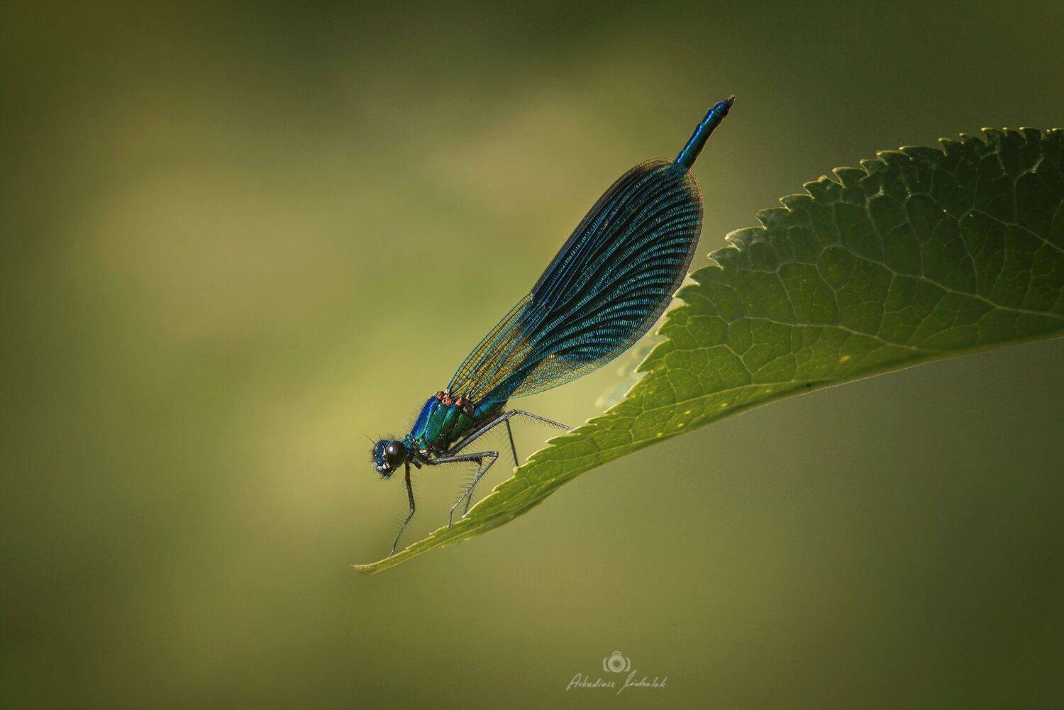 , Arkadiusz Michalak