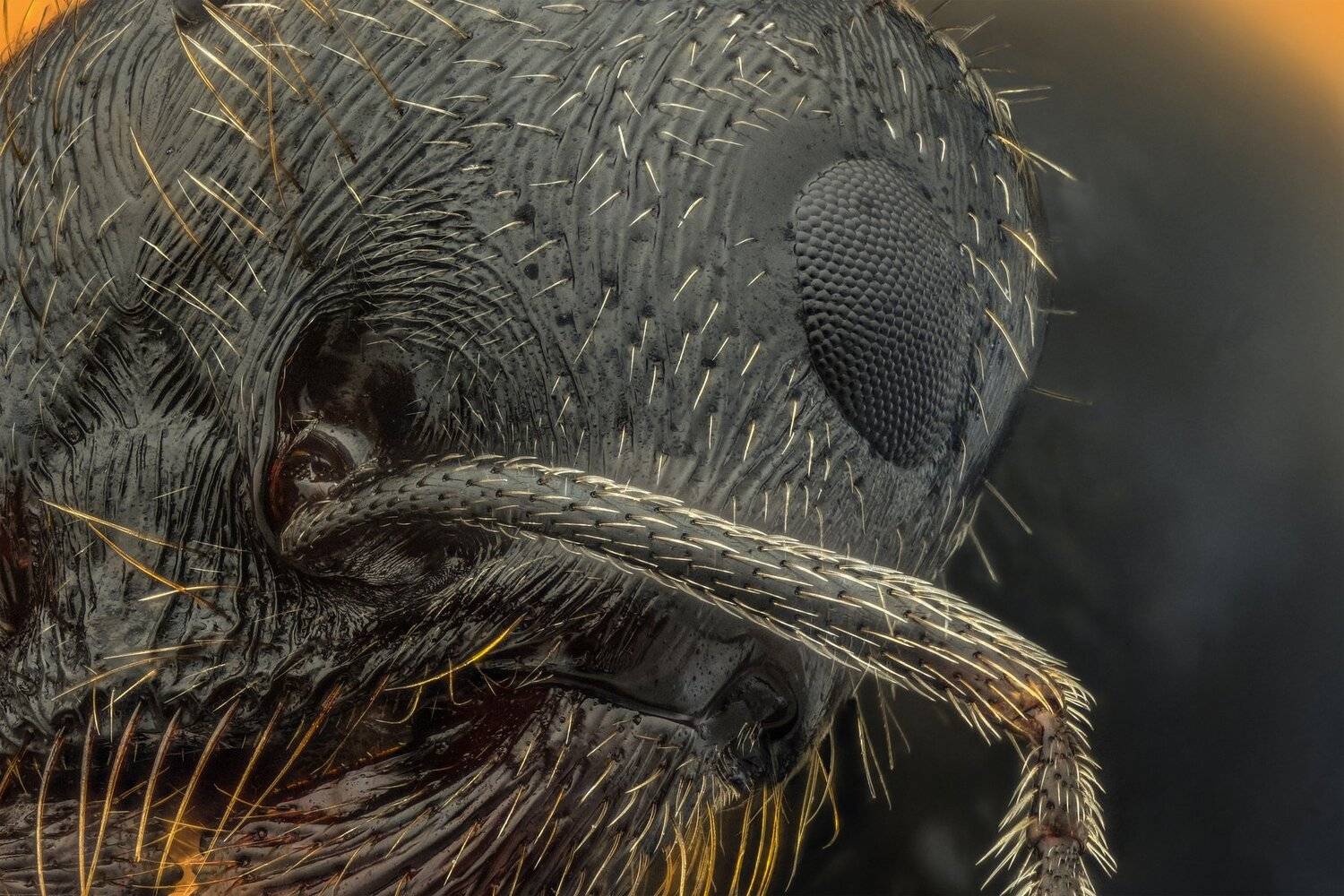 ceclii, macro, extrememacro, nikon d3400, semiplan 6.3, Tsvetan Ganev