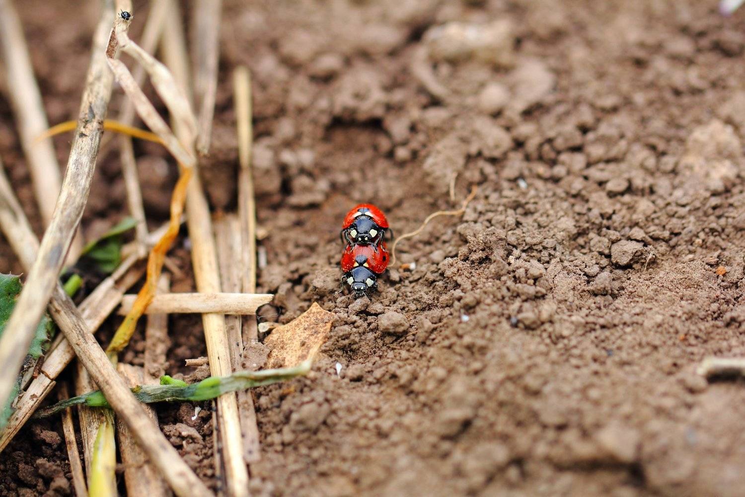 божья, коровка, букашка, насекомое, насекомые, жучок, жуки, жучки, bugs, insects, Дмитрий Салтыков