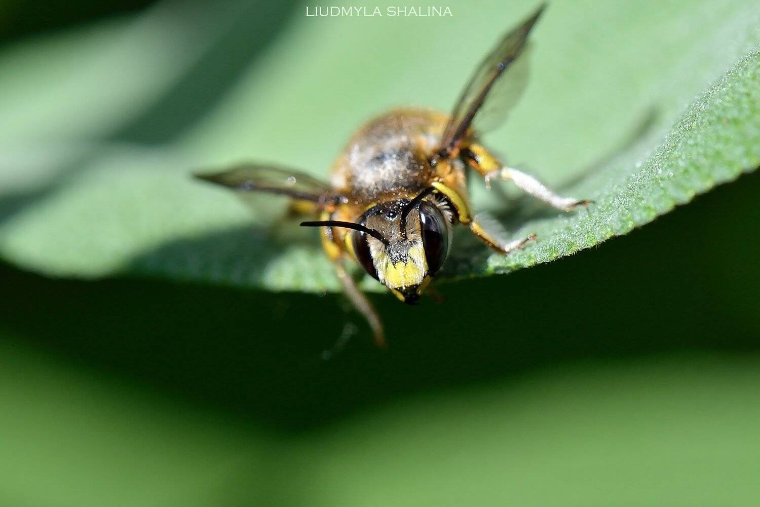 пчела , весна , мед, Людмила Шалина