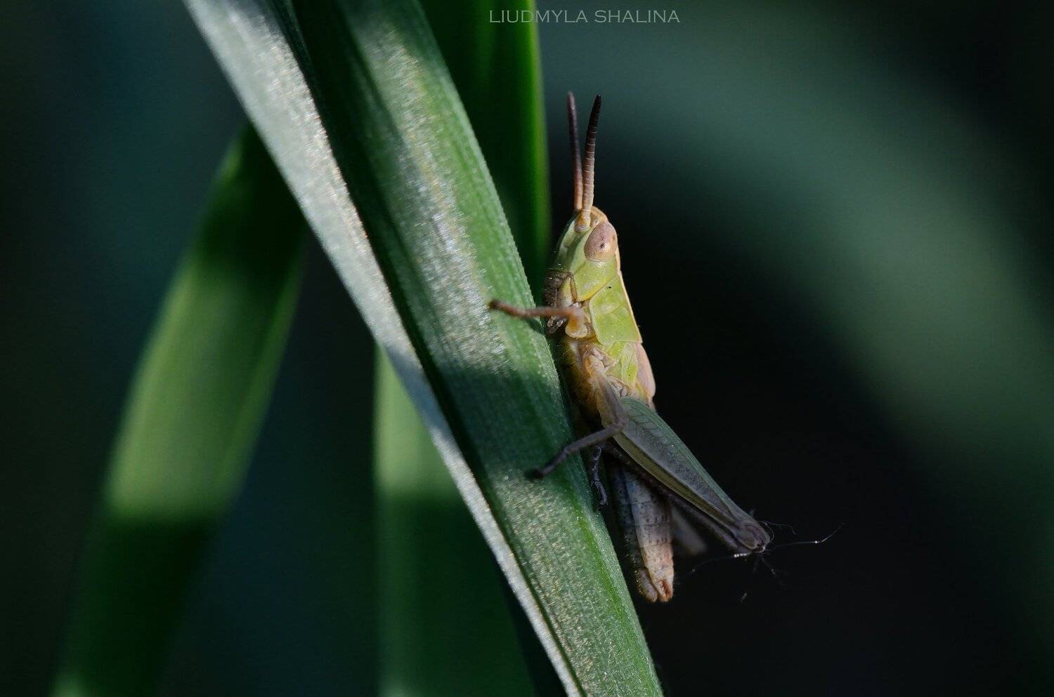 кобылка , трава , вечер, Людмила Шалина