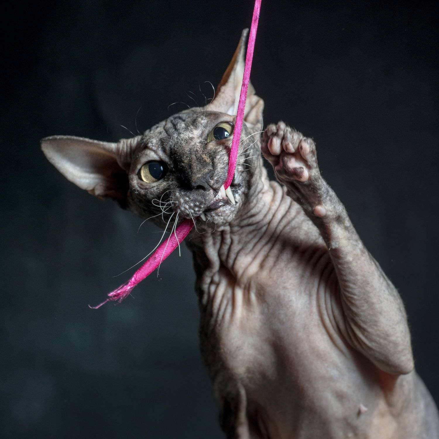 , Вячеслав Владимирович