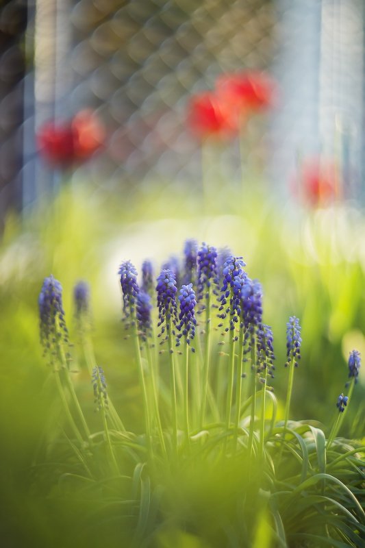 *** фото превью