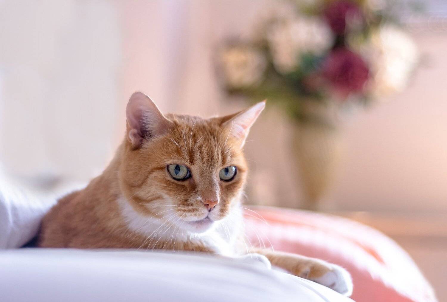 животные,кузя,рыжий,кошки,коты,любимцы,питомцы,цветы,cat, animals,, Антонина Яновска