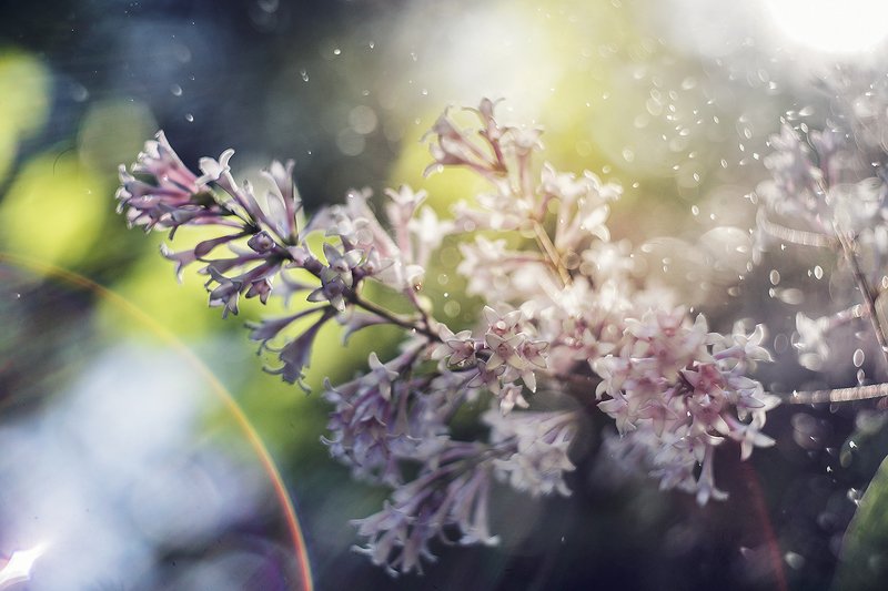 Сирень фото превью