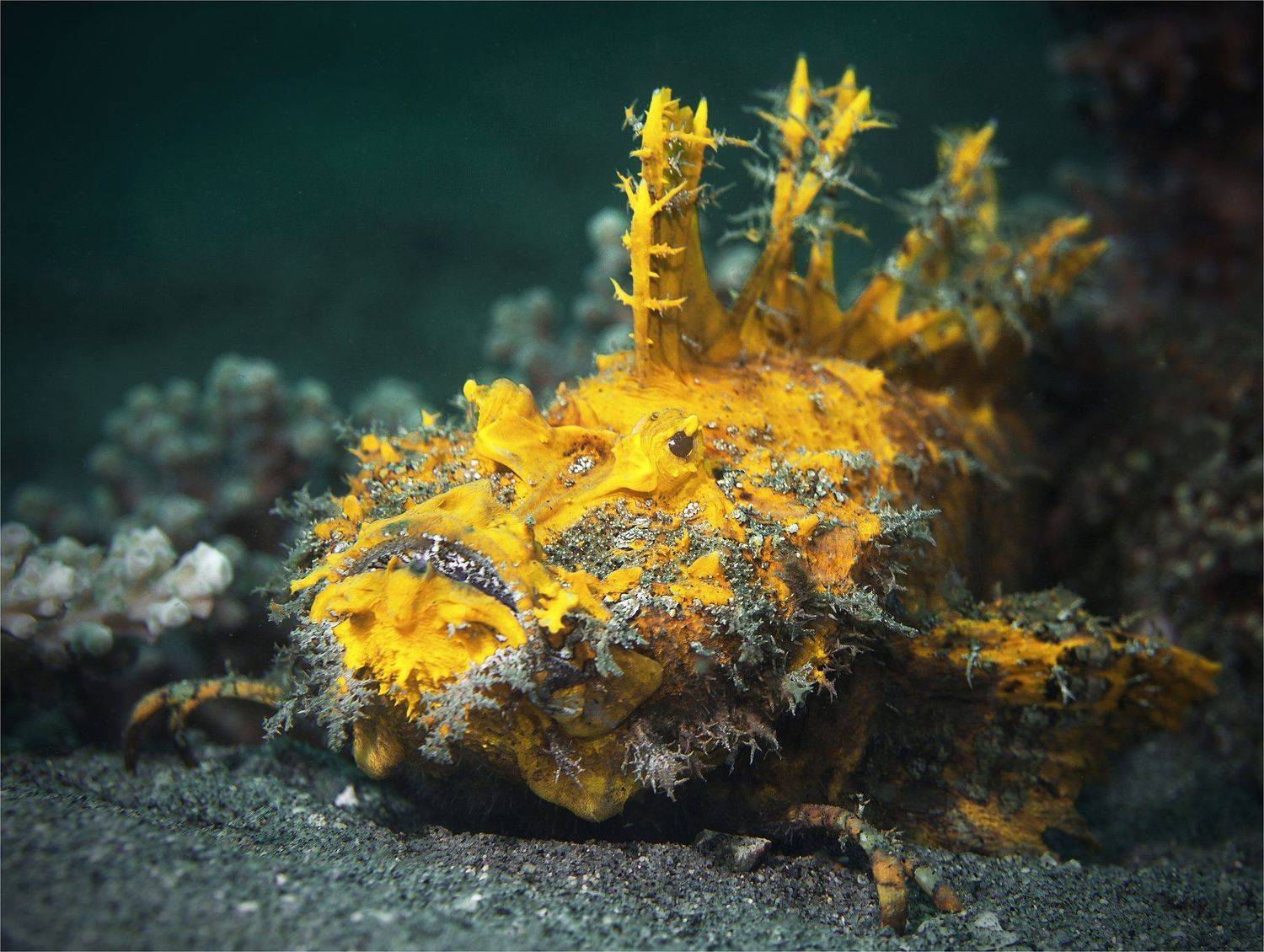 , Сергей Гаспарян