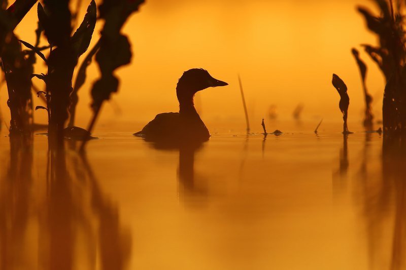 Morning Little grebe фото превью
