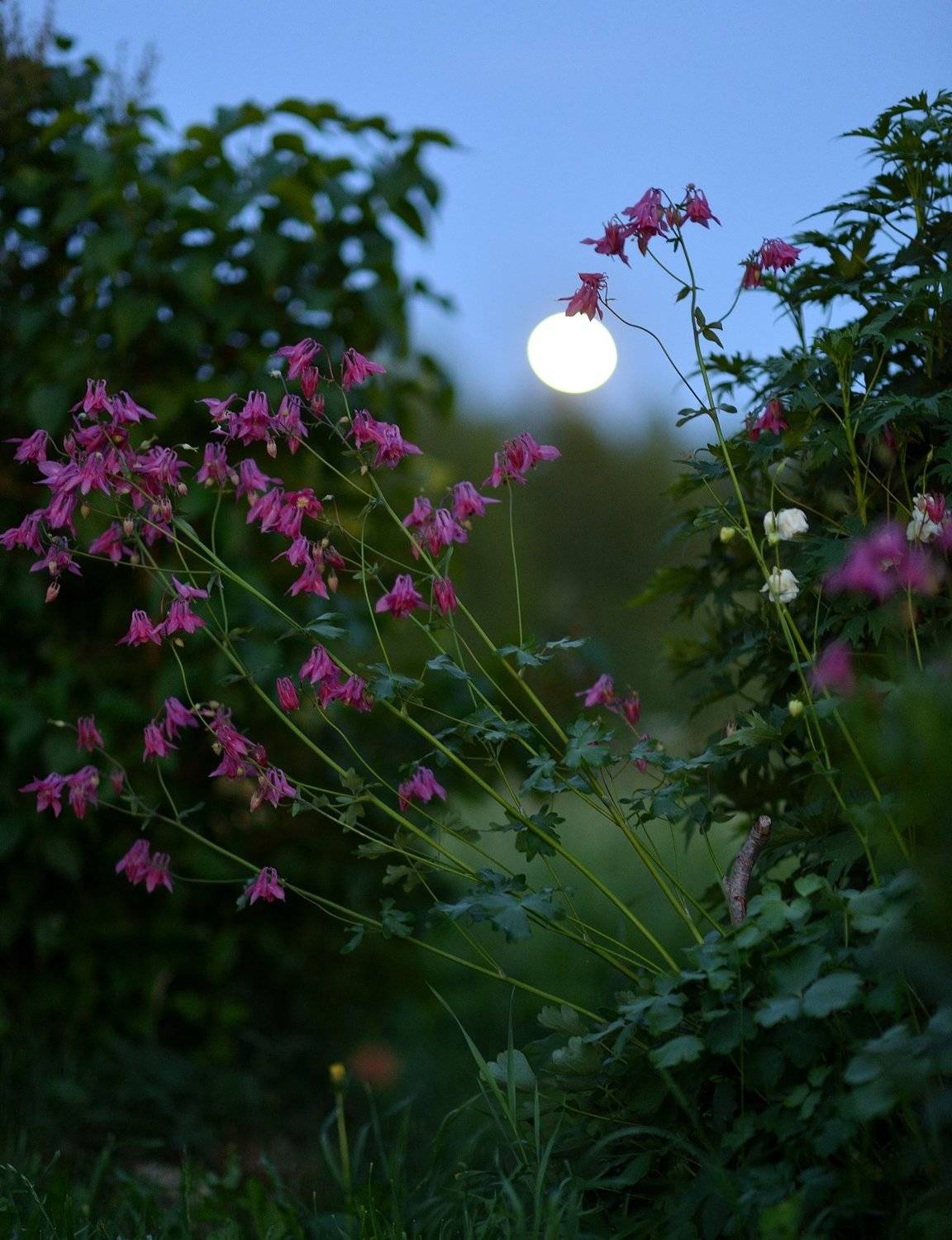 история, одной, лампочки, (луны), Григорий