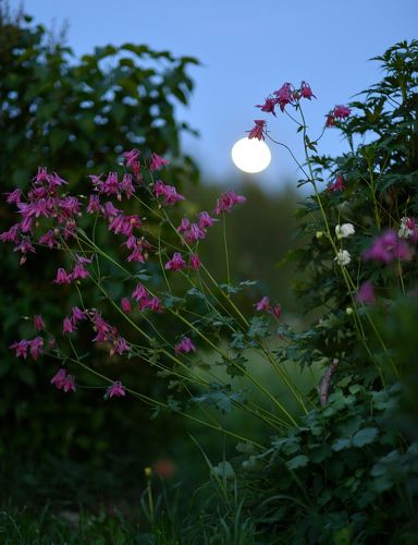 История одной 