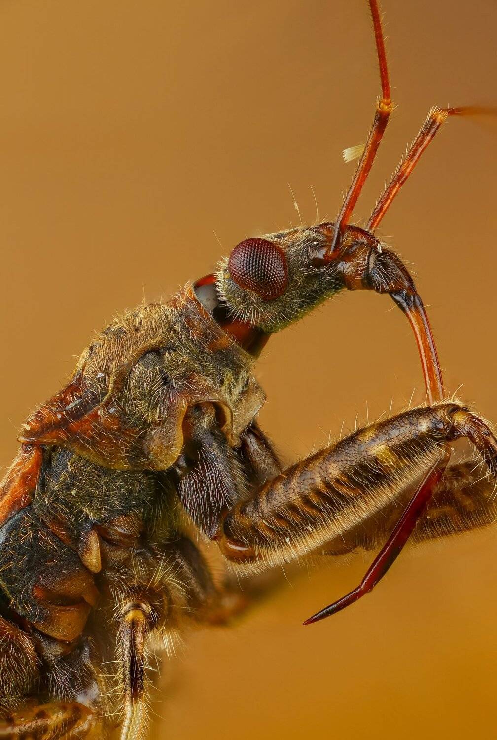 , Андрей Шаповалов