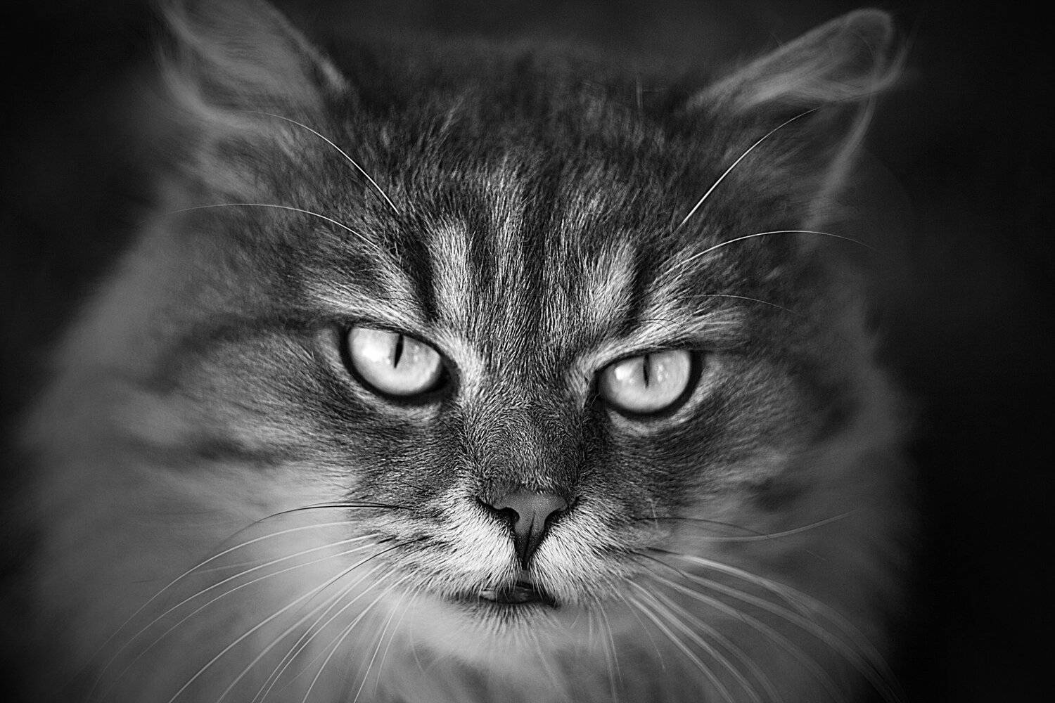 кот, животные, чб, звери, уличные коты, Ольга Алексейчик